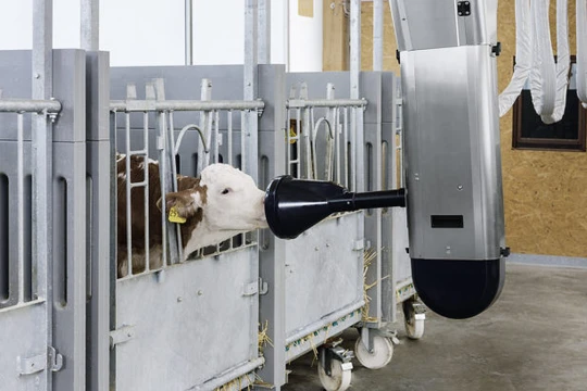 Việc cho ăn với bê con được thực hiện tự động