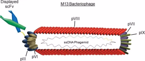 Thực khuẩn M13 mang đến hiệu quả không ngờ trong quy trình chế tạo bộ nhớ chuyển pha. Ảnh: Open-i.