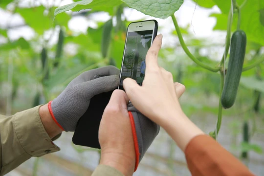 Nông dân Hải Dương được hỗ trợ tiếp cận nền tảng kinh doanh số.