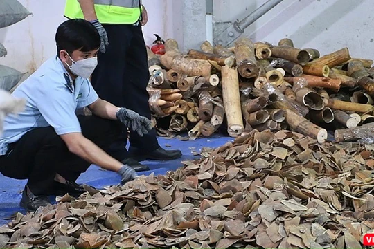 Lực lượng Hải quan Đà Nẵng đang kiểm đếm số lượng ngà voi và vảy tê tê trong lô hàng nhậu lậu từ Nigeria về cảng Tiên Sa (Đà Nẵng).