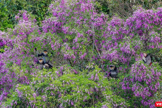 Việt Nam đã đạt được nhiều kết quả quan trọng trong công tác bảo tồn đa dạng sinh học. Ảnh minh hoạ.