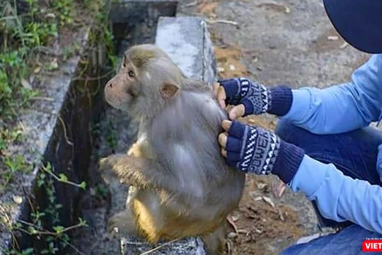 Bệnh nhân nghi mắc đậu mùa khỉ ở Đà Nẵng có xét nghiệm âm tính (ảnh minh hoạ)