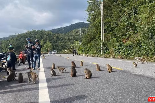 Việc tiếp xúc với khỉ mang mầm bệnh có thể lây qua con người (ảnh minh hoạ)