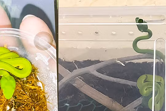 Thú cưng là rắn lục đuôi đỏ do người nhà bệnh nhân nhi cung cấp (ảnh bệnh viện cung cấp)