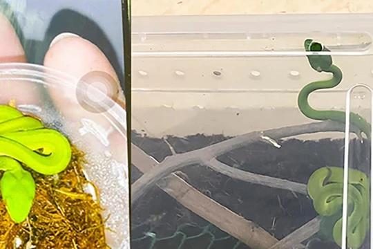 Thú cưng là rắn lục đuôi đỏ do người nhà bệnh nhân nhi cung cấp (ảnh bệnh viện cung cấp)