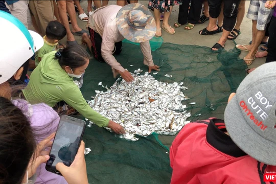 Mẻ lưới trước giờ bão Noru đổ bộ