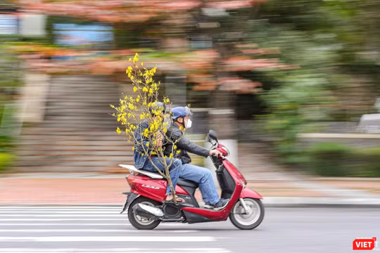 Người dân Đà Nẵng mua sắm hoa trang trí ngày Tết