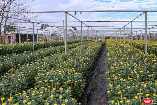 Làng hoa Dương Sơn (Đà Nẵng) vào vụ Tết