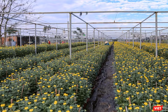 Làng hoa Dương Sơn (Đà Nẵng) vào vụ Tết