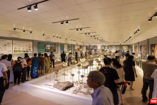 Quang cảnh triển lãm “Hóa thạch - Hành trình khám phá nguồn gốc sự sống trên Trái Đất” được tổ chức tại điểm di tích Bộ Học triều Nguyễn, địa chỉ số 76 Hàn Thuyên, TP Huế.