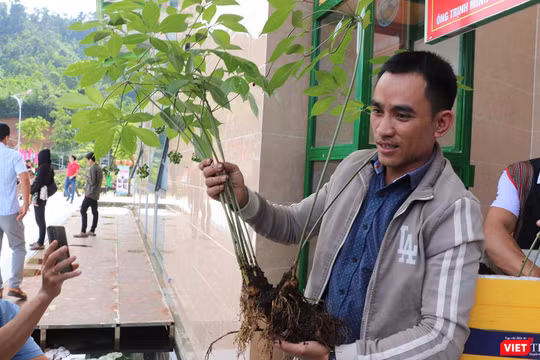 Cây sâm Ngọc Linh được chủ nhân ra giá giá 900 triệu đồng tại phiên chợ sâm huyện Nam Trà My (Quảng Nam)