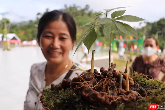 Cây Sâm Ngọc Linh-sản phẩm dược liệu có giá trị kinh tế ở Quảng Nam