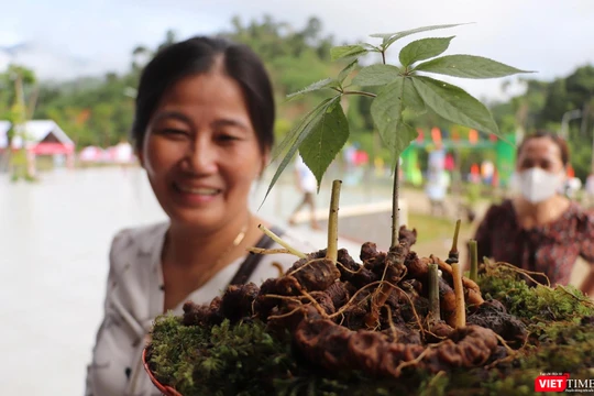 Cây Sâm Ngọc Linh-sản phẩm dược liệu có giá trị kinh tế ở Quảng Nam