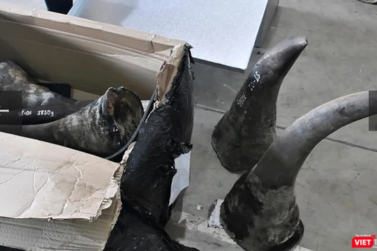 Tang vật số sừng tê giác được công an thu giữ