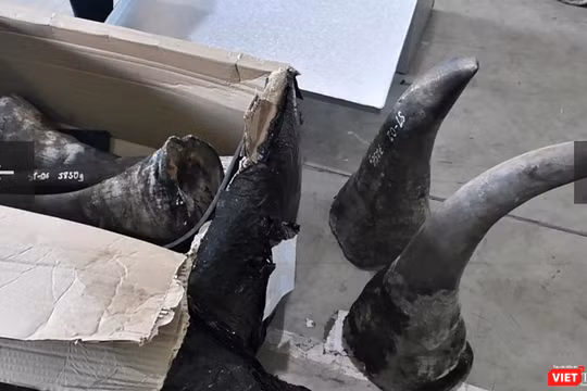 Tang vật số sừng tê giác được công an thu giữ
