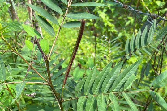 Vọng Giang Nam còn gọi là hạt muồng, cốt khí muồng, dương giác đậu, giang nam đầu, thảo quyết minh, sơn lục đậu, dã biển đậu, muồng hòe, muống lá khế