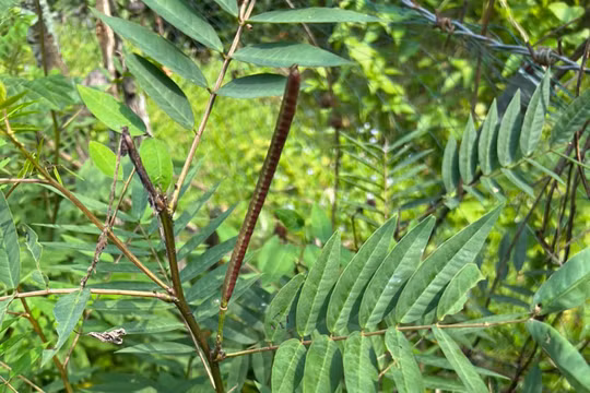 Vọng Giang Nam còn gọi là hạt muồng, cốt khí muồng, dương giác đậu, giang nam đầu, thảo quyết minh, sơn lục đậu, dã biển đậu, muồng hòe, muống lá khế