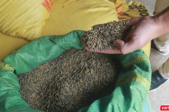 Lúa của người dân thôn Phước Thuận – Phước Hậu (xã Hoà Nhơn, huyện Hoà Vang, TP Đà Nẵng) bị chuyển màu đen do nhiễm than