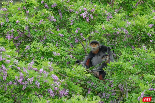 Voọc chà vá chân nâu trên cây hoa thàn mác tím