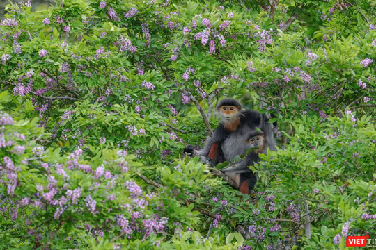 Voọc chà vá chân nâu trên cây hoa thàn mác tím
