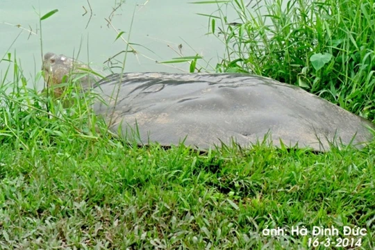 Tiết lộ “thâm cung bí sử” cụ rùa Hồ Gươm