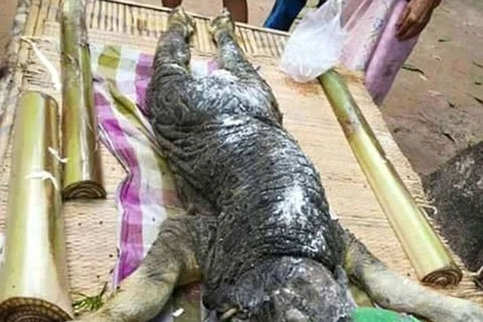 Sinh vật bí ẩn có hình dáng kỳ lạ lai giữa cá sấu và trâu