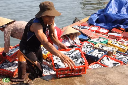 Người dân vẫn chưa rõ cá 4 tỉnh miền Trung sau sự cố môi trường Formosa đã ăn được hay chưa