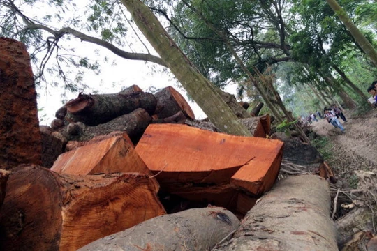 Gỗ từ những cây xanh bị chặt hạ 