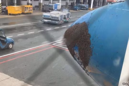 Hàng ngàn con ong bu đen đầu máy bay ở sân bay Tân Sơn Nhất 