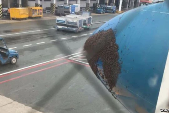 Hàng ngàn con ong bu đen đầu máy bay ở sân bay Tân Sơn Nhất 