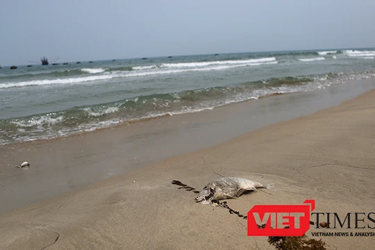 Đã xuất hiện cá chết dạt vào bờ biển Đà Nẵng