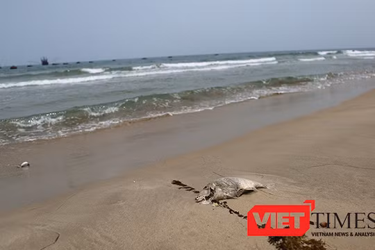 Đã xuất hiện cá chết dạt vào bờ biển Đà Nẵng