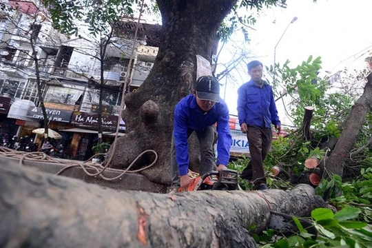 Hà Nội sẽ chặt hạ những cây có nguy cơ gãy đổ trong mùa mưa bão