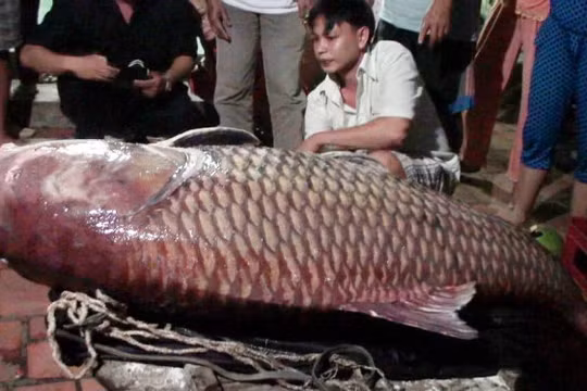 Cá hô lưới được trên sông Cổ Chiên tháng 12-2014 - Ảnh: Đại Việt