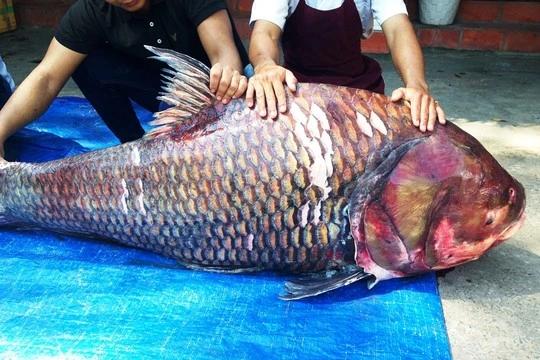 gồm cá hô đỏ nặng 130kg, dài 1,5m.