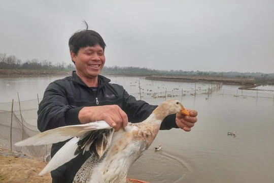 Anh em ông Vươn, ông Quý bên đàn vịt biển của mình