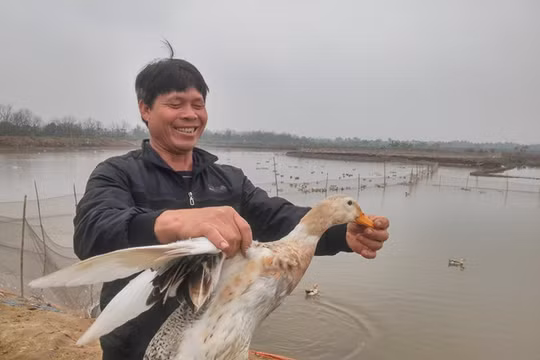 Anh em ông Vươn, ông Quý bên đàn vịt biển của mình