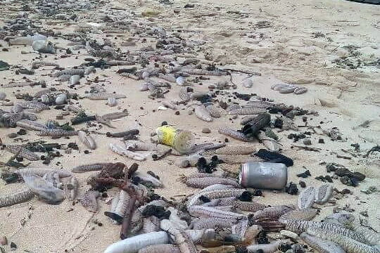 Hải sâm dạt vào bờ hàng ngàn con, nằm lẫn lộn với rác thải