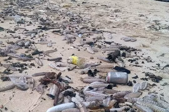 Hải sâm dạt vào bờ hàng ngàn con, nằm lẫn lộn với rác thải