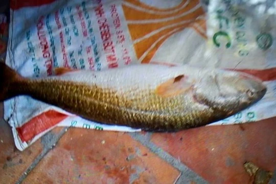300 triệu đồng vẫn không mua được cá sủ vàng quý hiếm