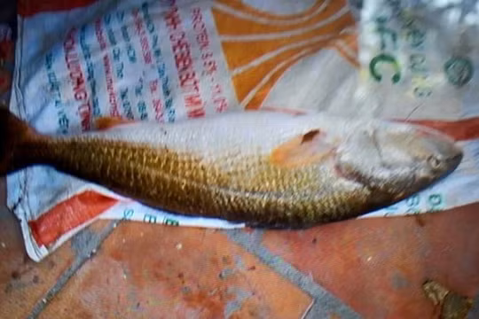 300 triệu đồng vẫn không mua được cá sủ vàng quý hiếm