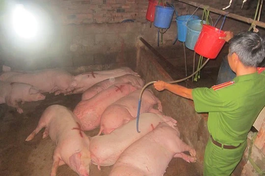 Người ăn phải thịt còn tồn dư thuốc an thần dễ bị rối loạn giấc ngủ (Ảnh lợn bị tiêm thuốc an thần: Báo Đồng Nai)