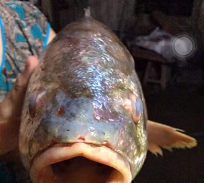 Bắt được cá sủ vàng tiền tỷ trên sông Đồng Nai