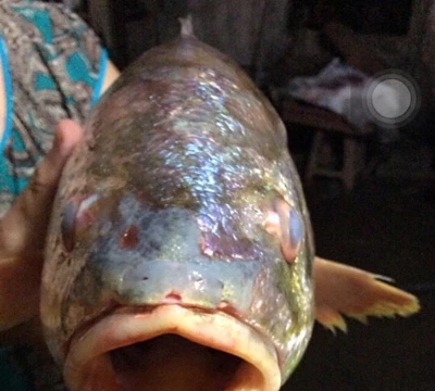 Bắt được cá sủ vàng tiền tỷ trên sông Đồng Nai