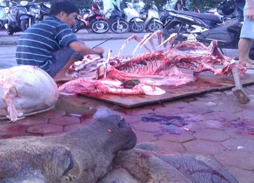 Một "đồ tể" đang lọc mỡ, gân lợn sề chuẩn bị tẩm ướp thành thịt bò.