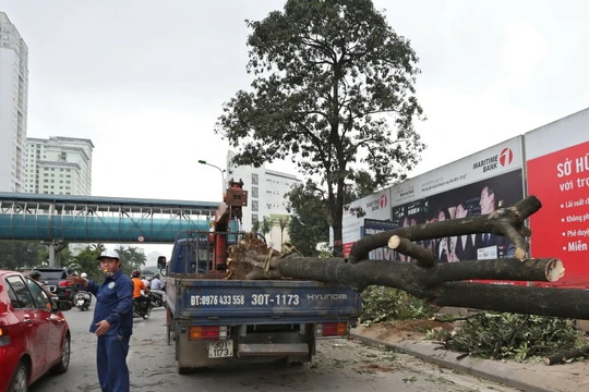 Chặt hạ cây xanh vừa qua ở Hà Nội