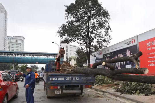 Chặt hạ cây xanh vừa qua ở Hà Nội