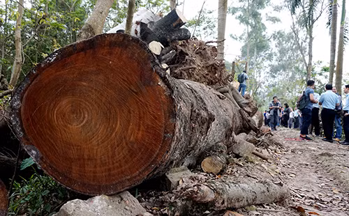 Cây xanh bị chặt hạ được đưa về tập kết tại vườn ươm Cầu Diễn của Công ty TNHH MTV công viên xây xanh Hà Nội chờ đấu giá.