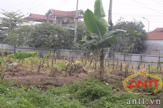 "Đất dự án để trống, trồng chuối cho đỡ phí"