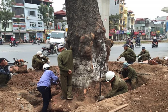 Xót xa cây xanh nhiều năm tuổi bị chặt hạ không thương tiếc
